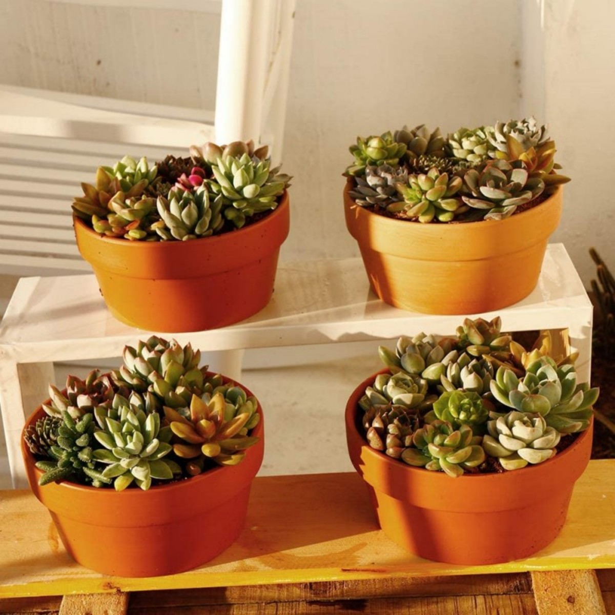 6 PCS Terracotta Buld Pots 3.5 - Aloe Vera Pot recension och pris