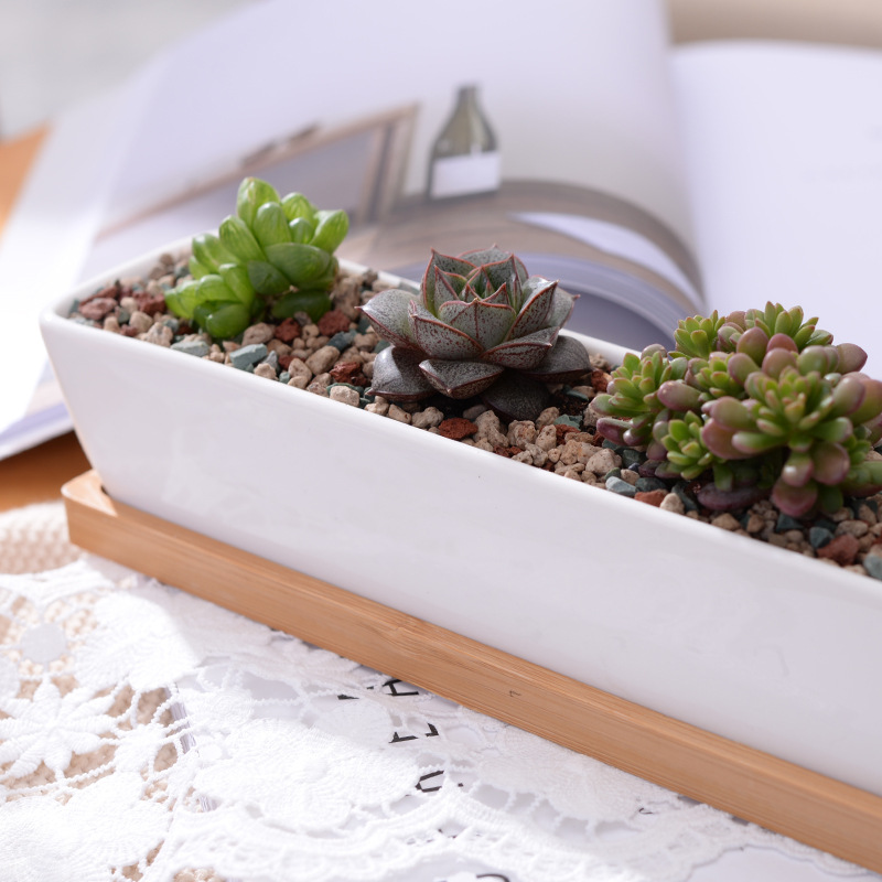 Long Rectangle White Ceramic S - Aloe Vera Pot recension och pris