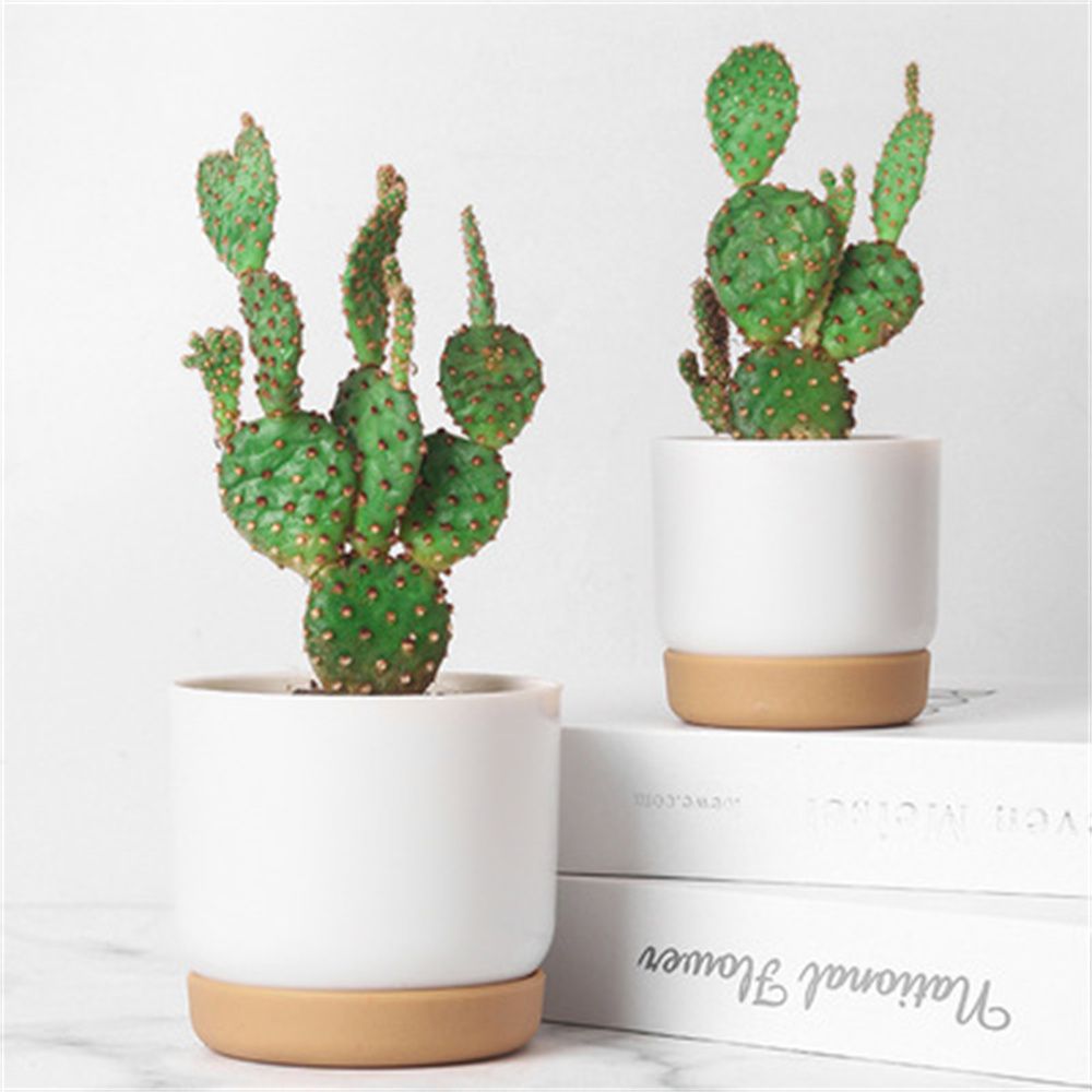 Round Green Plant Garden Suppl - Aloe Vera Pot recension och pris