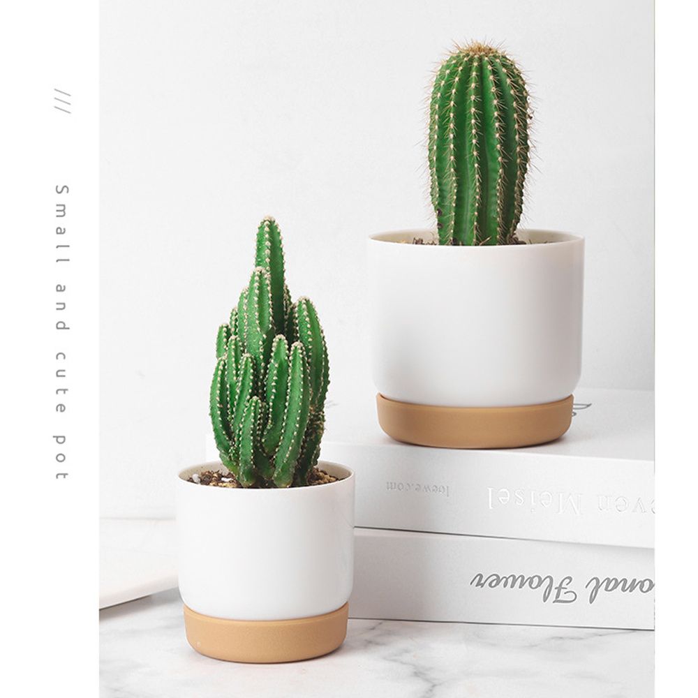 Round Green Plant Garden Suppl - Aloe Vera Pot recension och pris